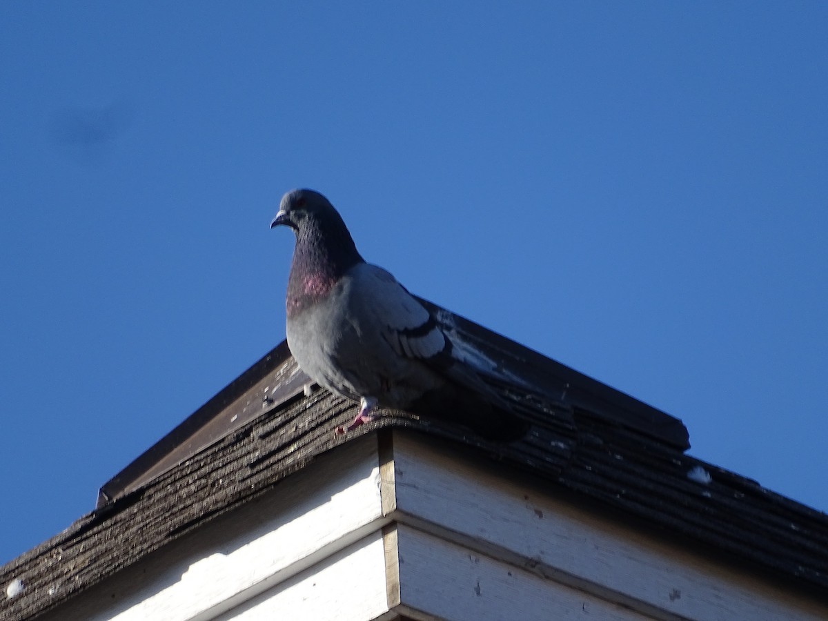 Rock Pigeon (Feral Pigeon) - Jim Walton