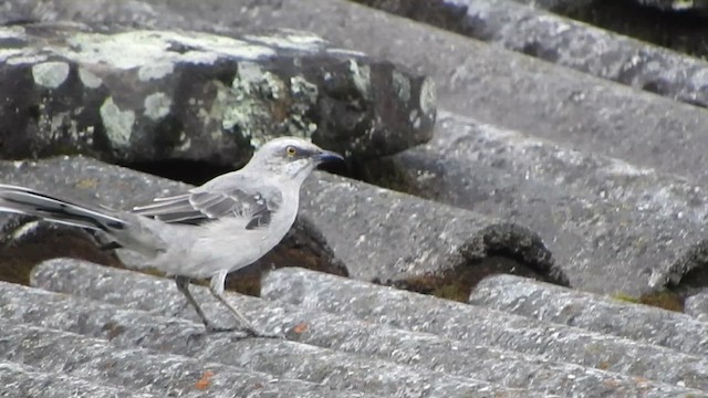 Tropical Mockingbird - ML633119973