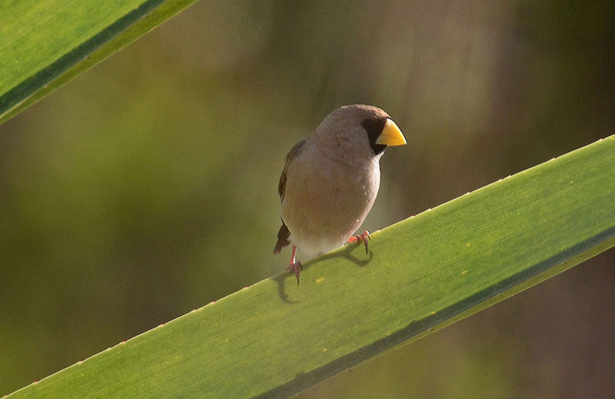 Masked Finch (Masked) - ML633120003