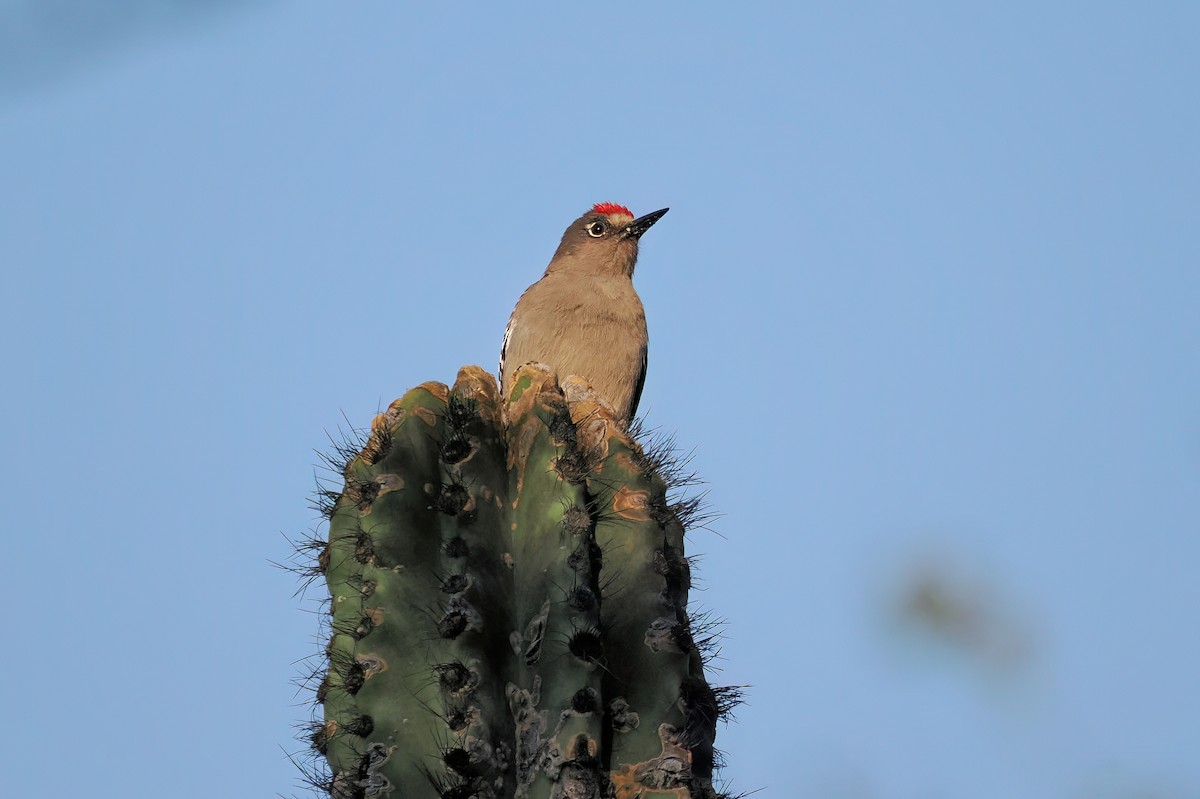 Gray-breasted Woodpecker - ML633120105