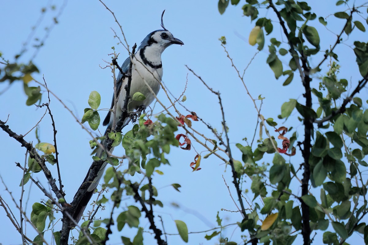 White-throated Magpie-Jay - ML633120110