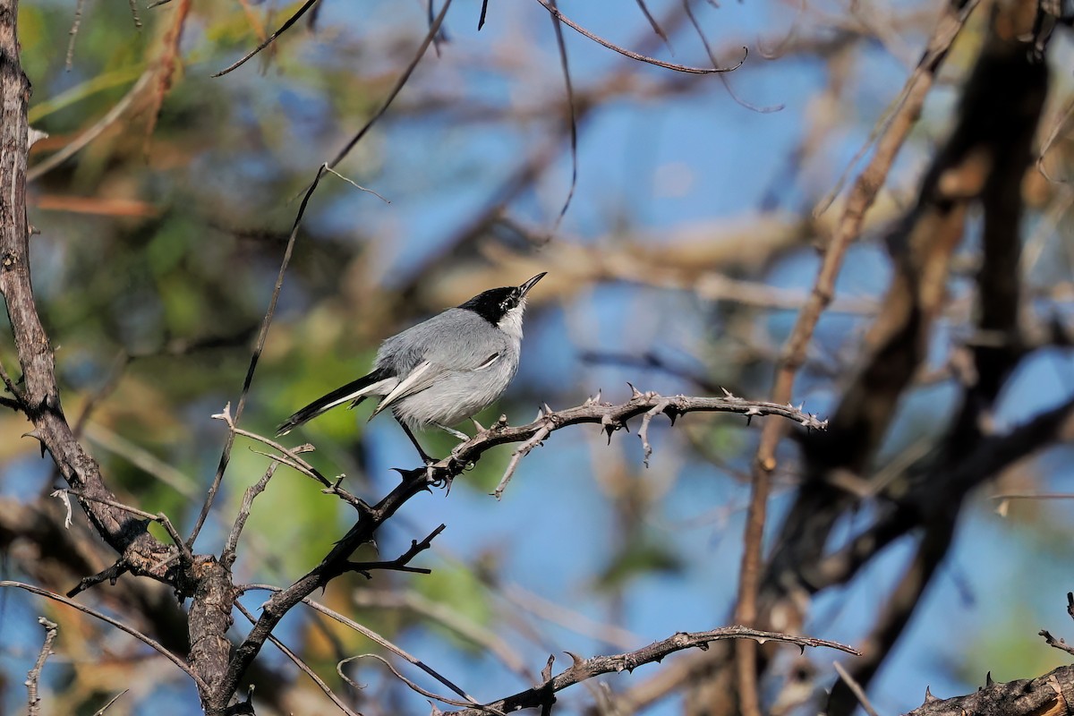 White-lored Gnatcatcher - ML633120165