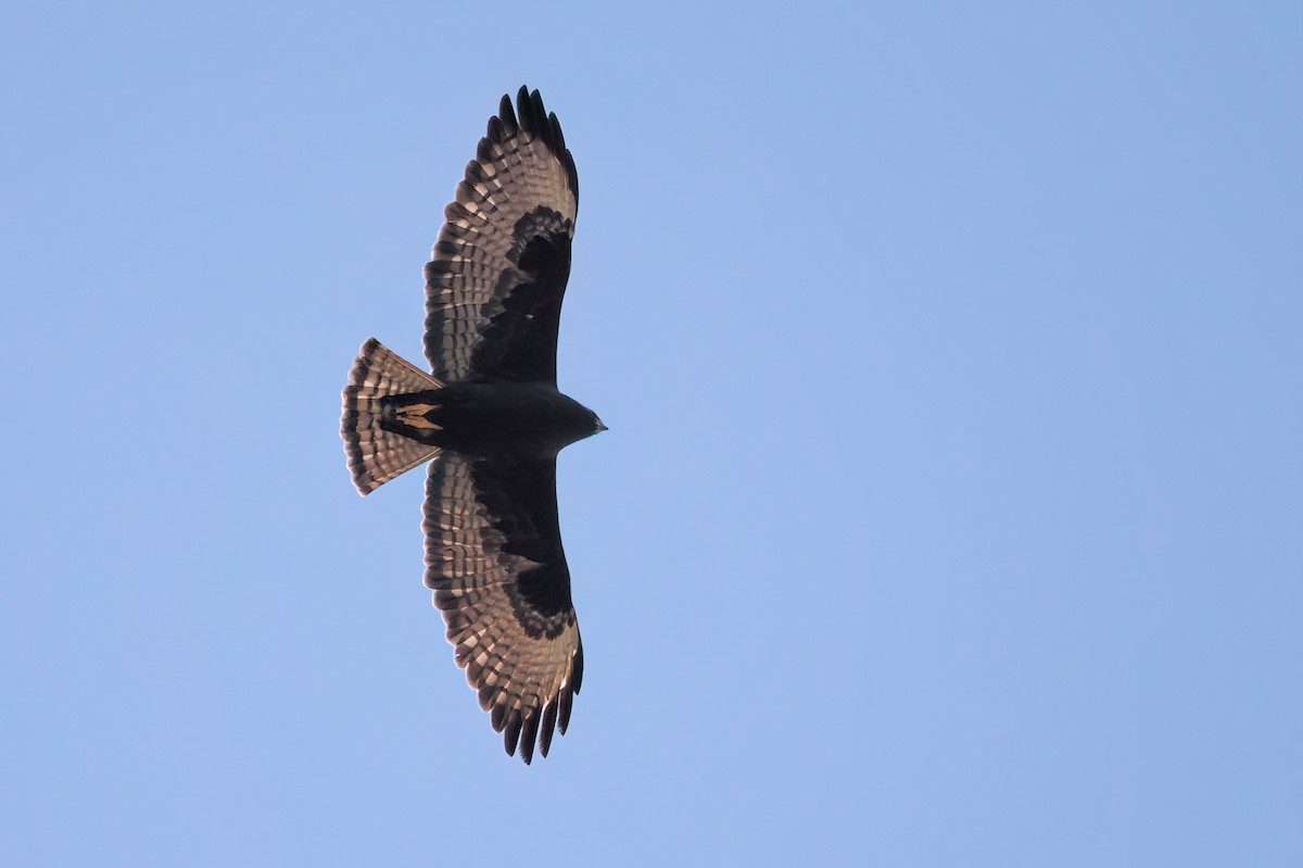 Short-tailed Hawk - ML633120175