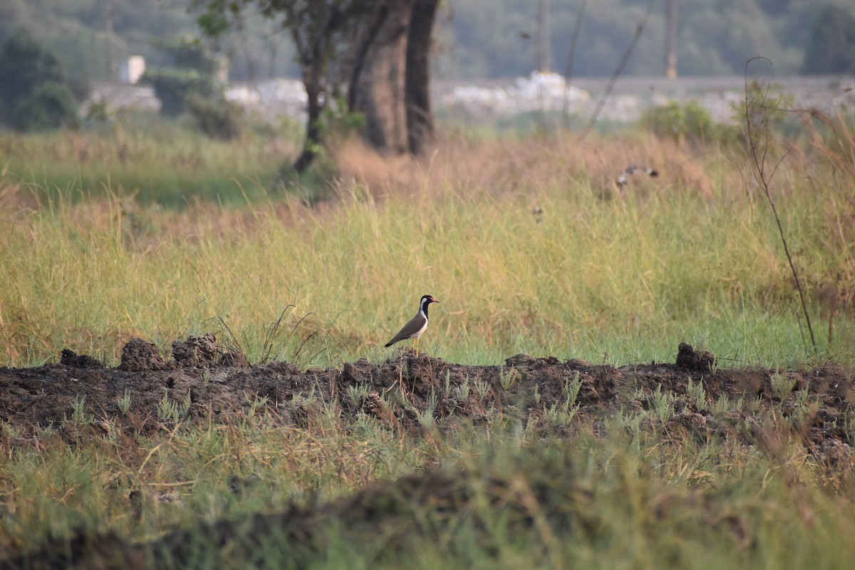 Red-wattled Lapwing - ML633120214