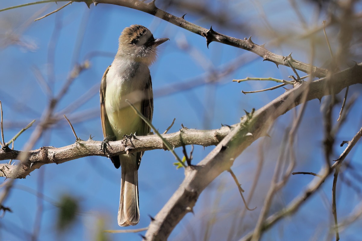Nutting's Flycatcher - ML633120238