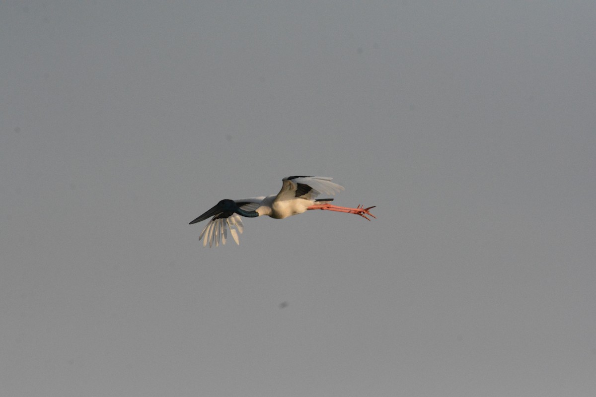 Jabiru asiarra - ML633120341