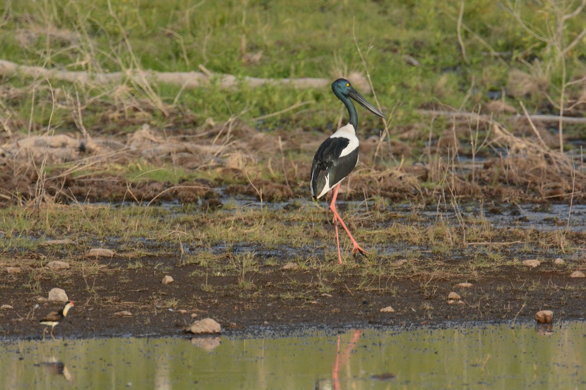 Jabiru asiarra - ML633120342