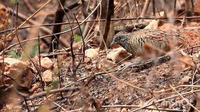 Barred Buttonquail - ML633120378