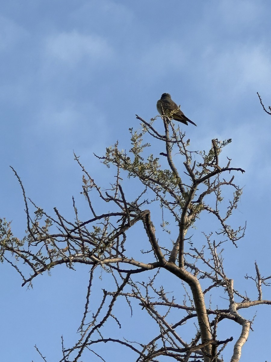 Cassin's Kingbird - ML633120406