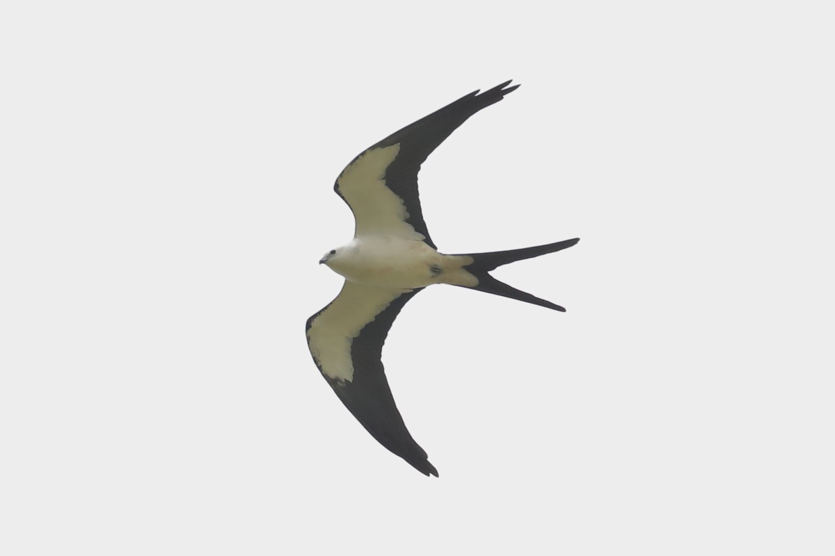 Swallow-tailed Kite - ML633120408