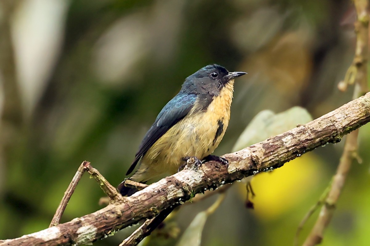Sumatran Flowerpecker - ML633120436