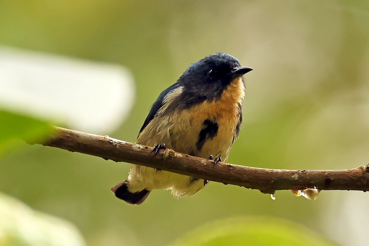 Sumatran Flowerpecker - ML633120440