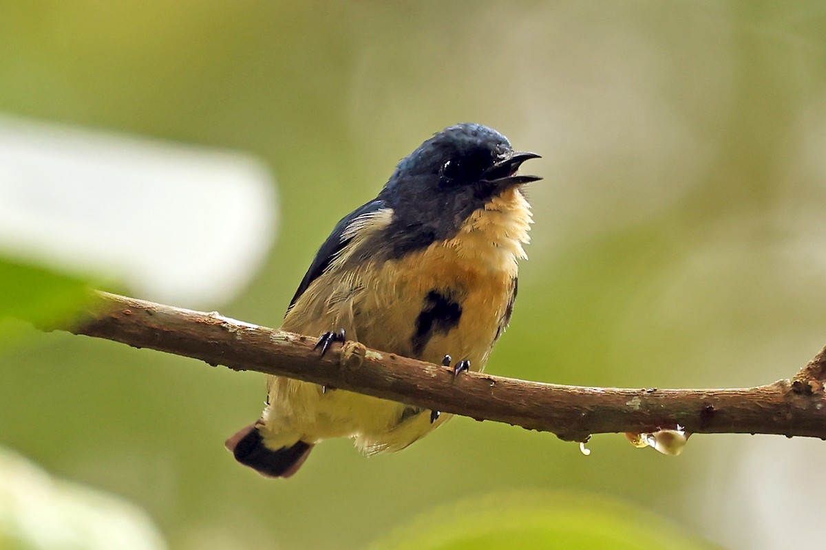 Sumatran Flowerpecker - ML633120444