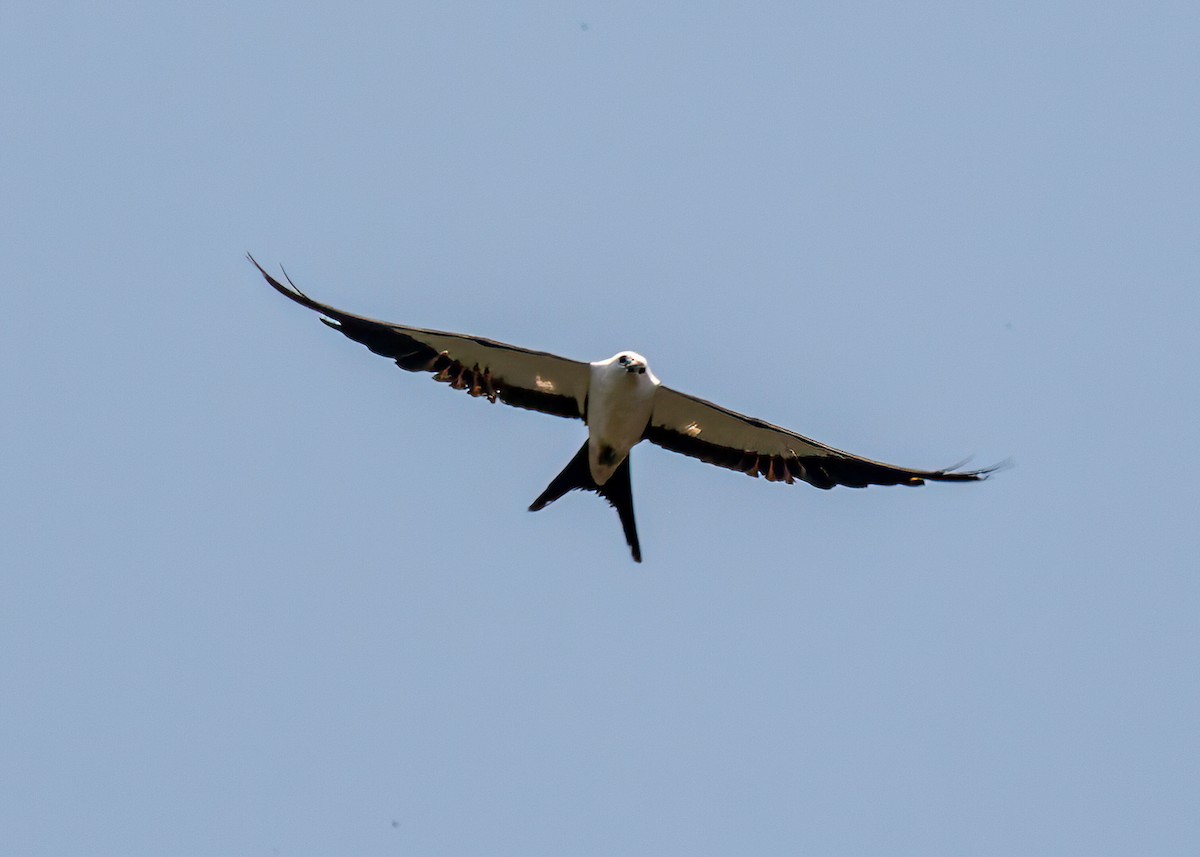 Swallow-tailed Kite - ML633120445