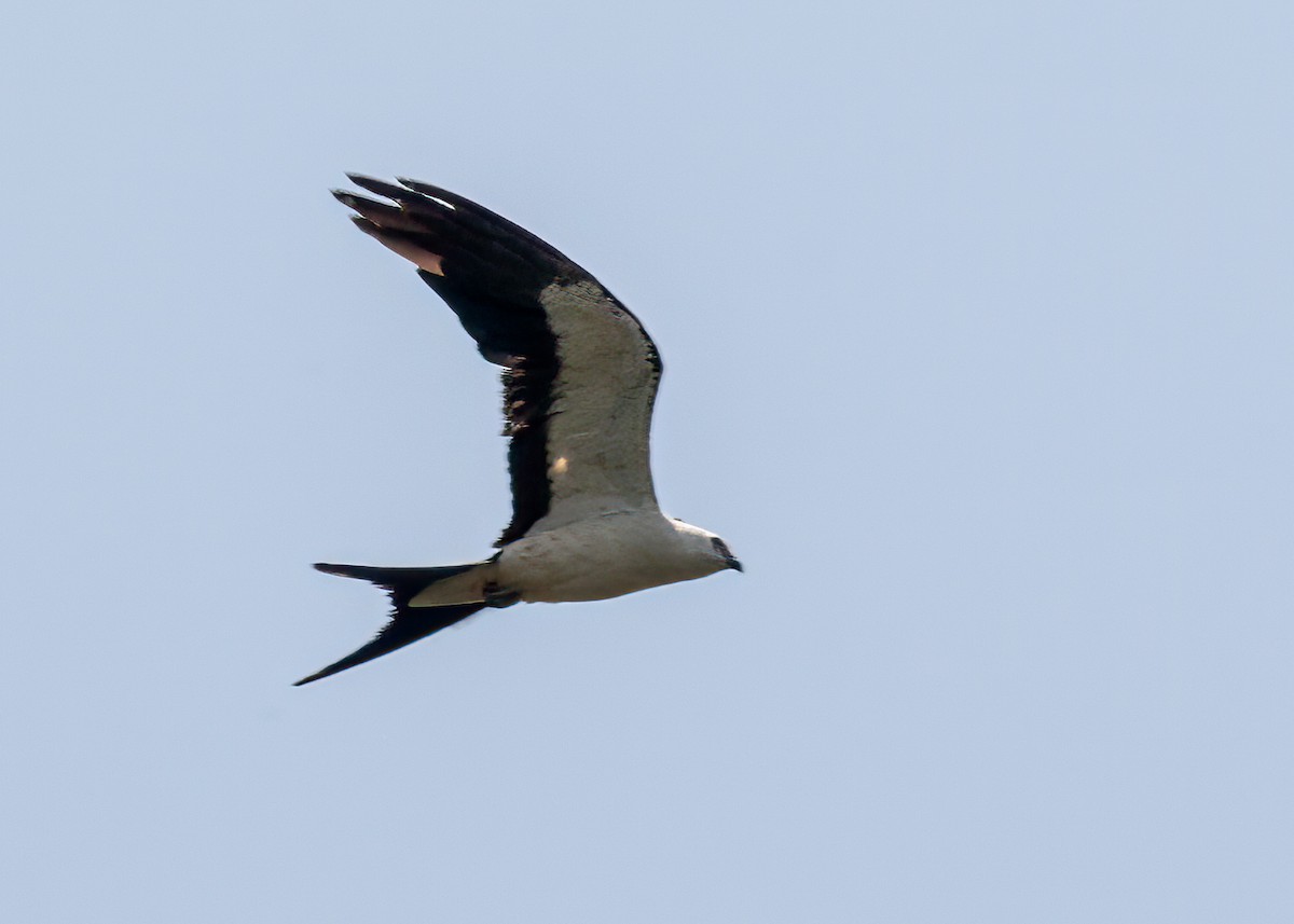 Swallow-tailed Kite - ML633120447