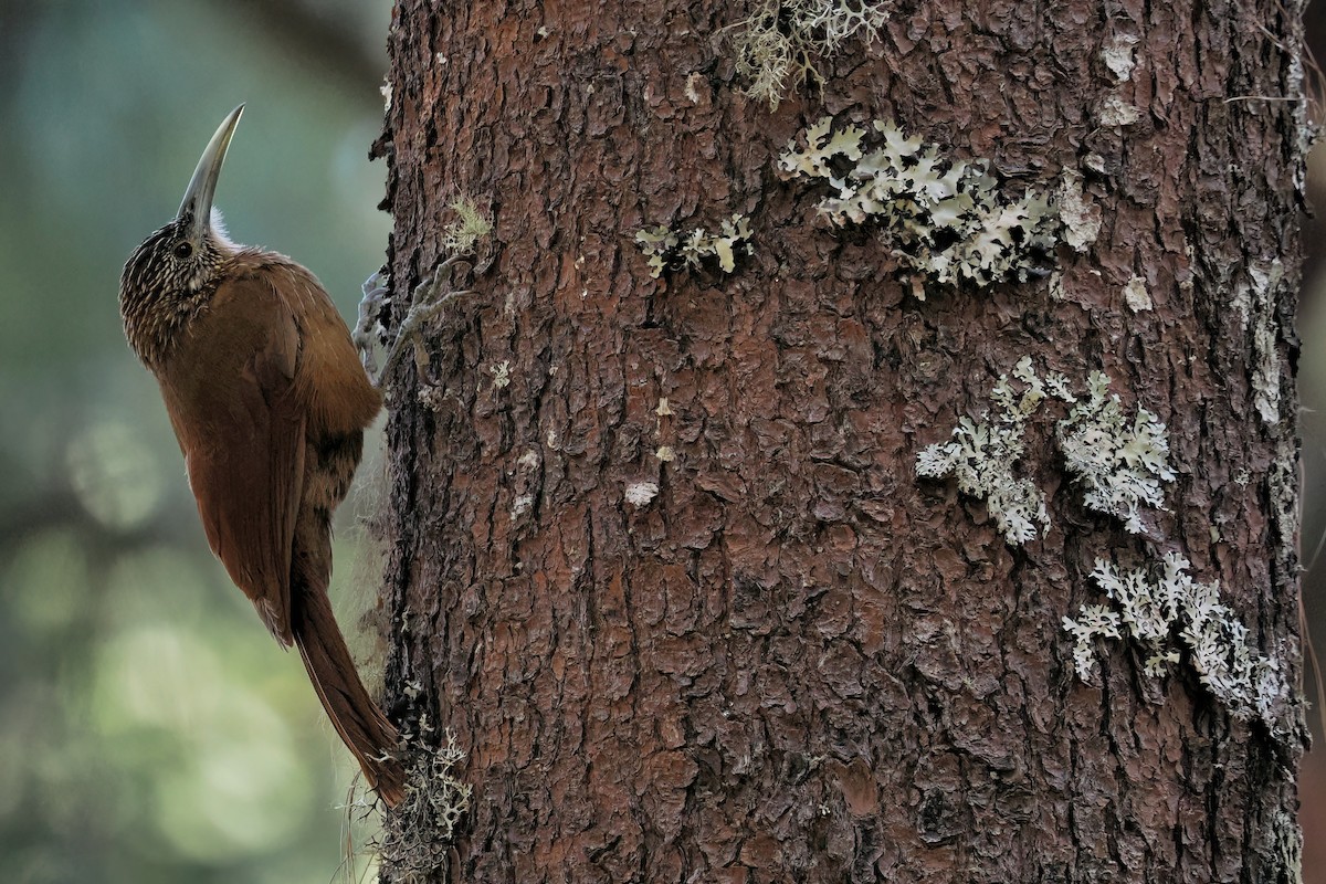 Strong-billed Woodcreeper - ML633120460
