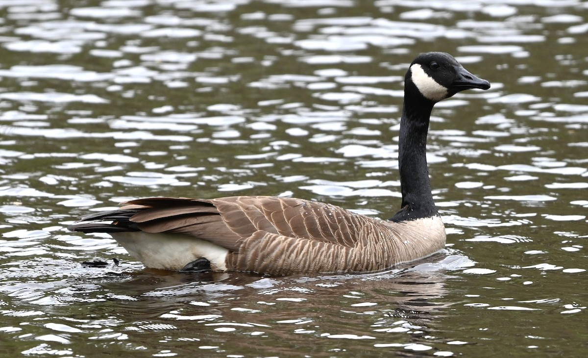 Canada Goose - ML633120472