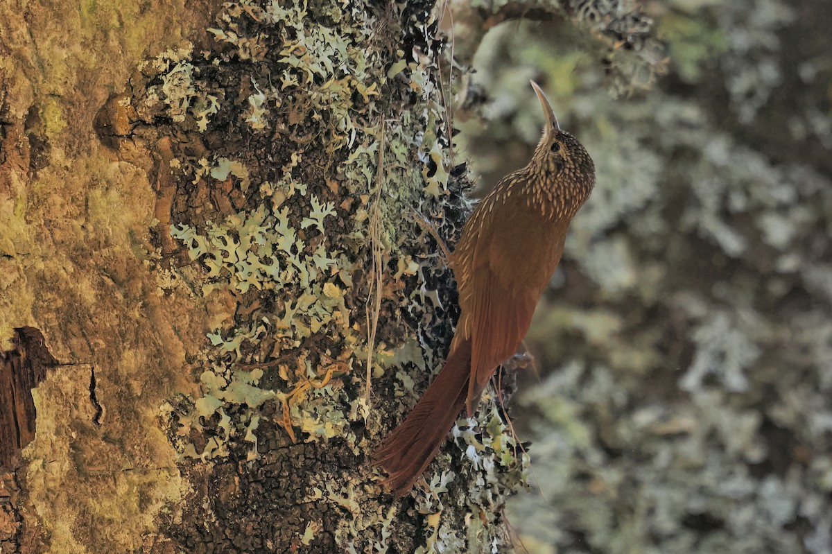 Spot-crowned Woodcreeper (Northern) - ML633120538