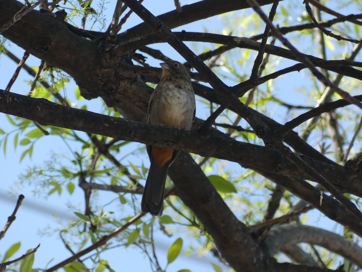 Canyon Towhee - ML633120539