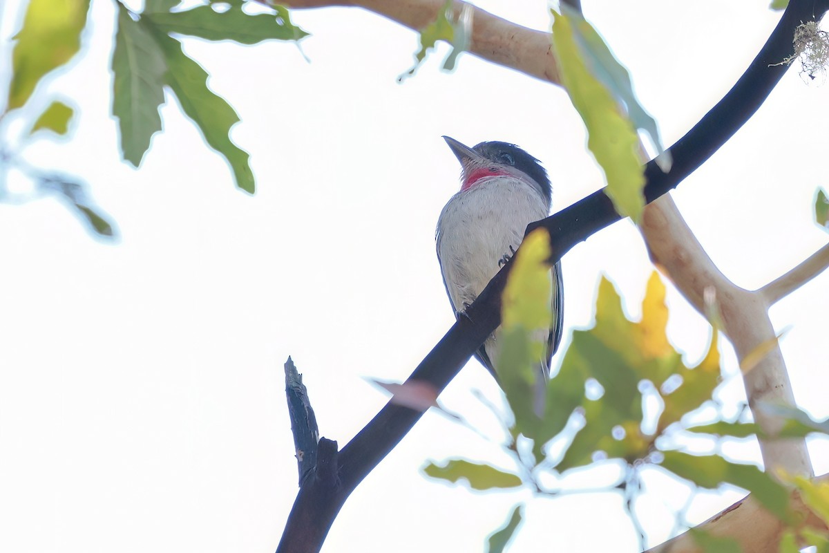 Rose-throated Becard - ML633120582