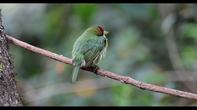 flerfargeskjeggfugl (versicolor) - ML633120632