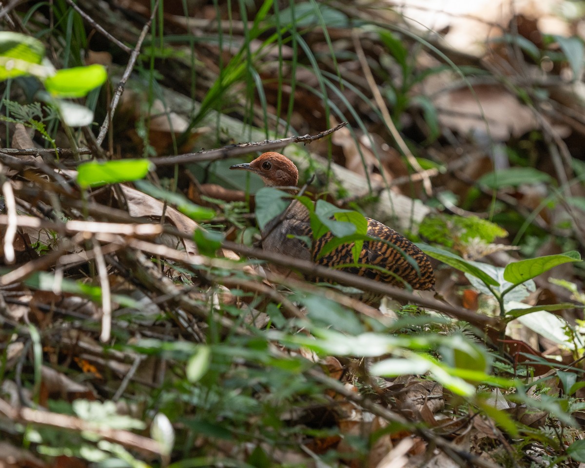 Barred Tinamou - ML633120728
