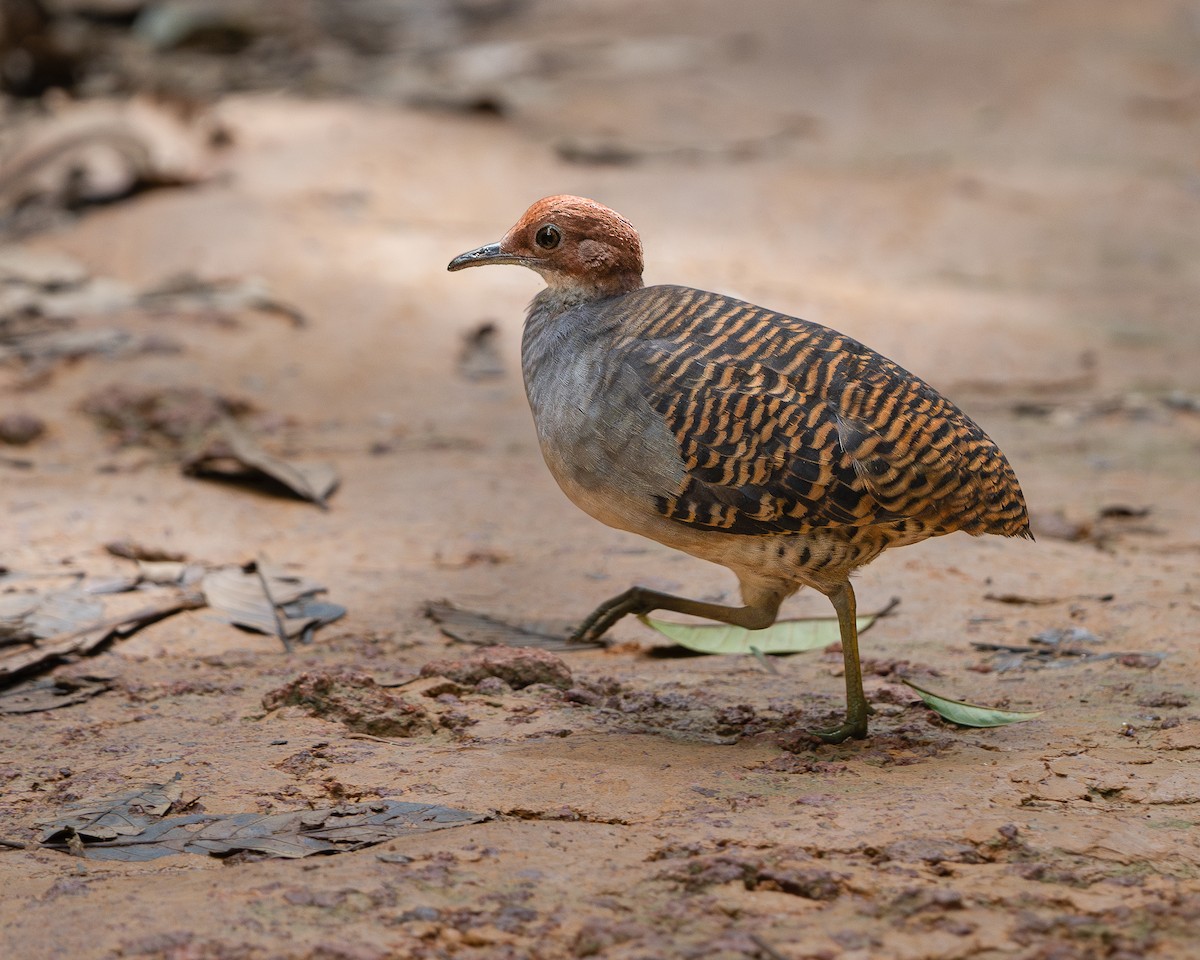 Barred Tinamou - ML633120729