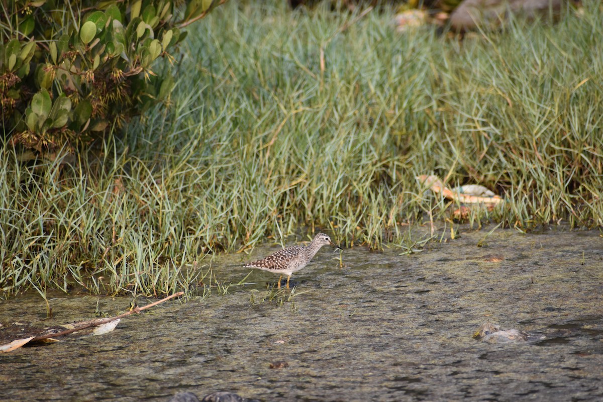 Wood Sandpiper - ML633120791