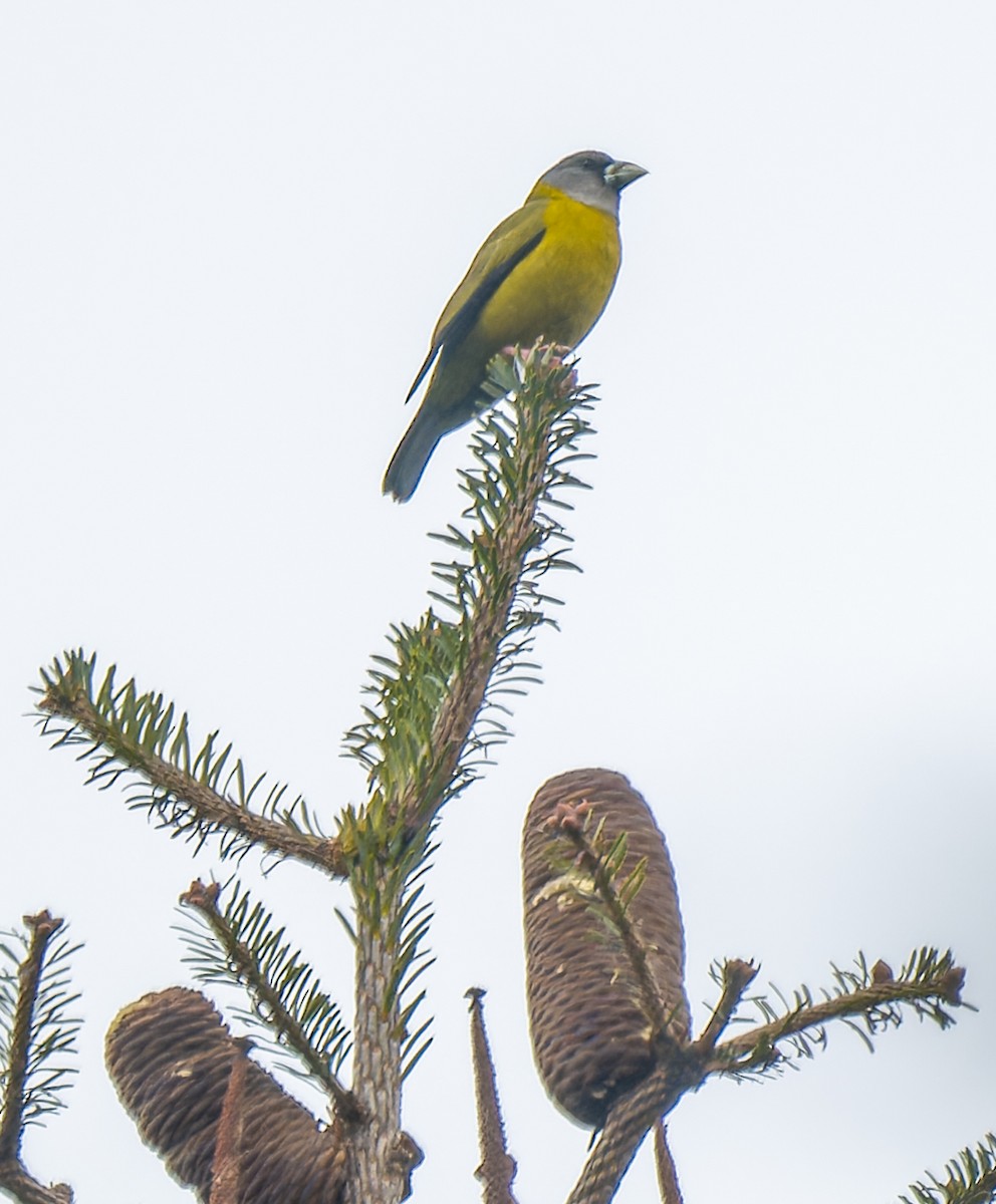Collared Grosbeak - ML633120831