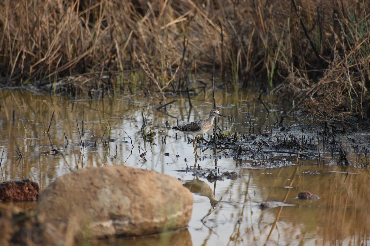 Wood Sandpiper - ML633120834