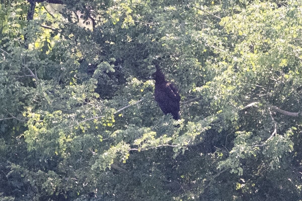 orel chocholatý - ML633120912