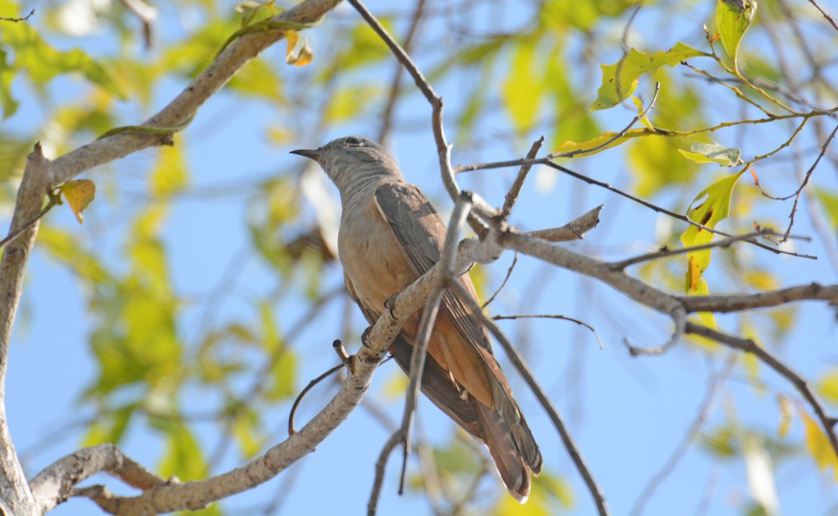Sahul Brush Cuckoo - ML633120931