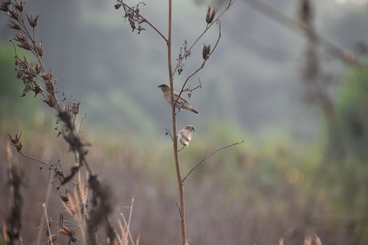 Scaly-breasted Munia - ML633120947