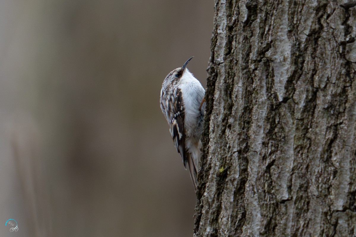 Brown Creeper - Katie Kravitz