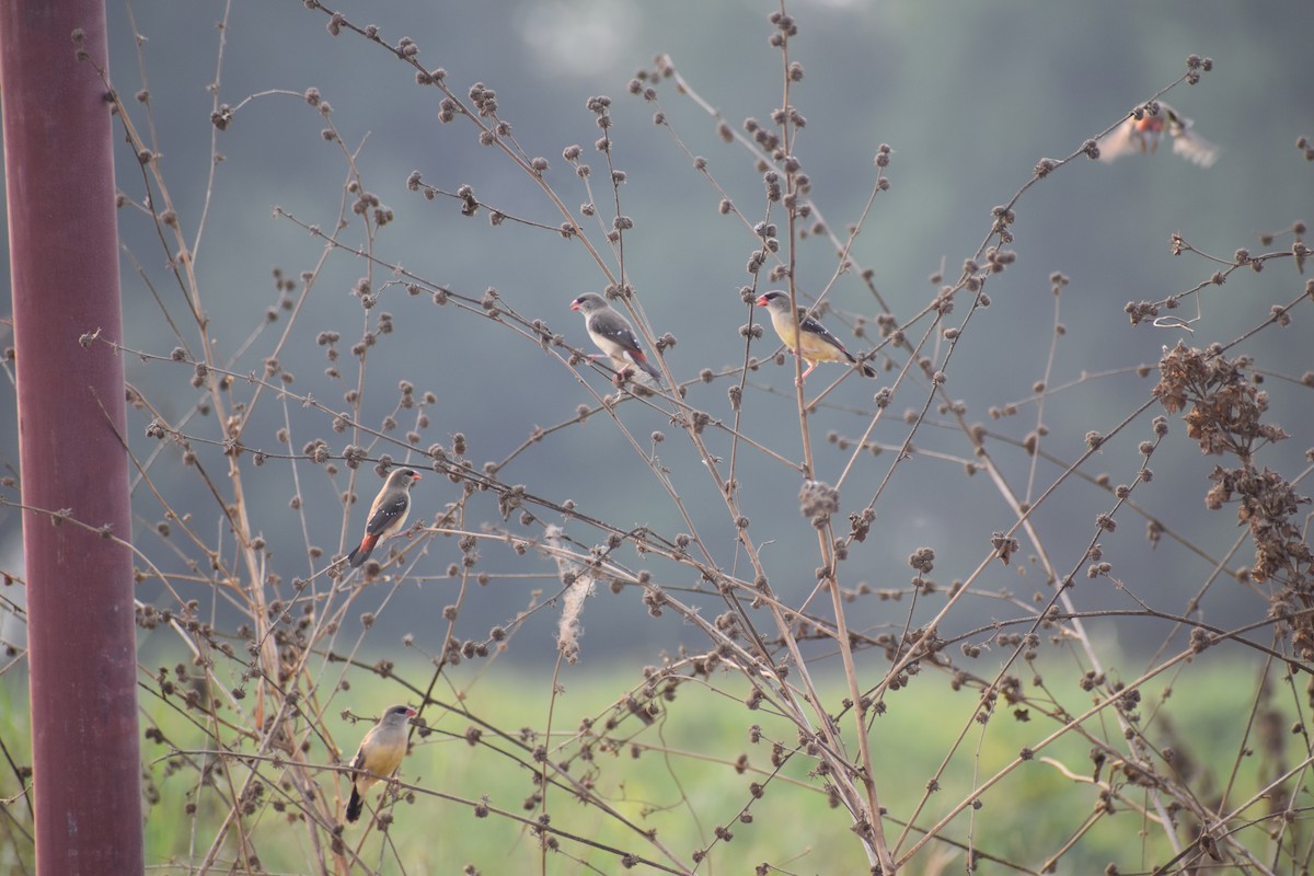 Red Avadavat - ML633120969