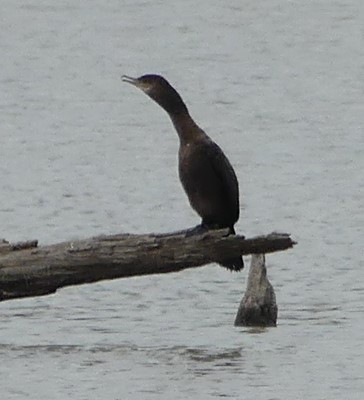 Neotropic Cormorant - ML633121064
