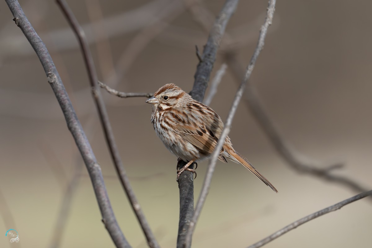 Song Sparrow - ML633121077