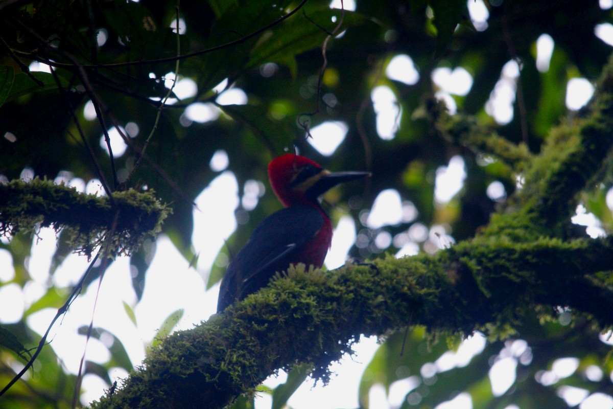 Crimson-bellied Woodpecker - ML633121206