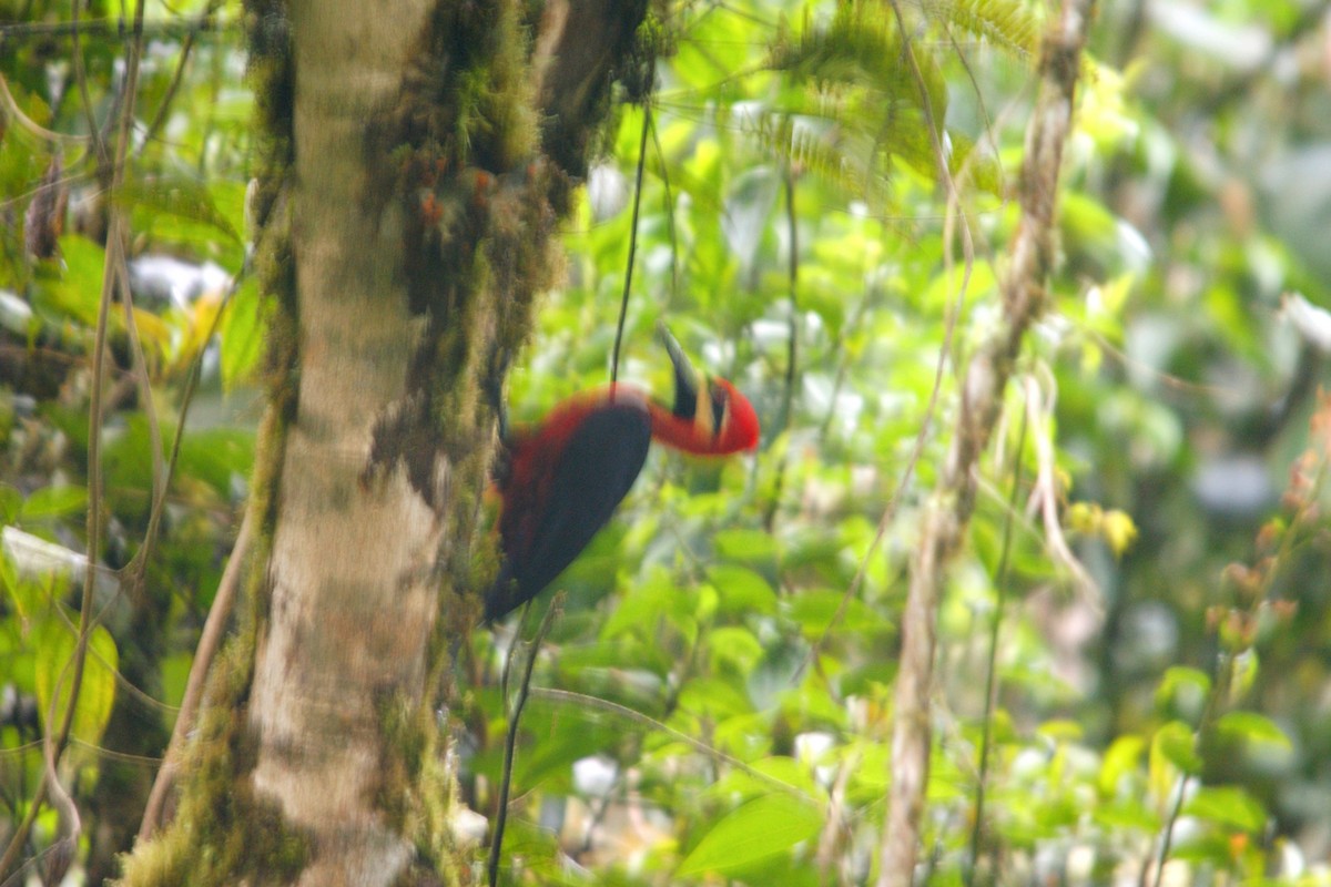 Crimson-bellied Woodpecker - ML633121207