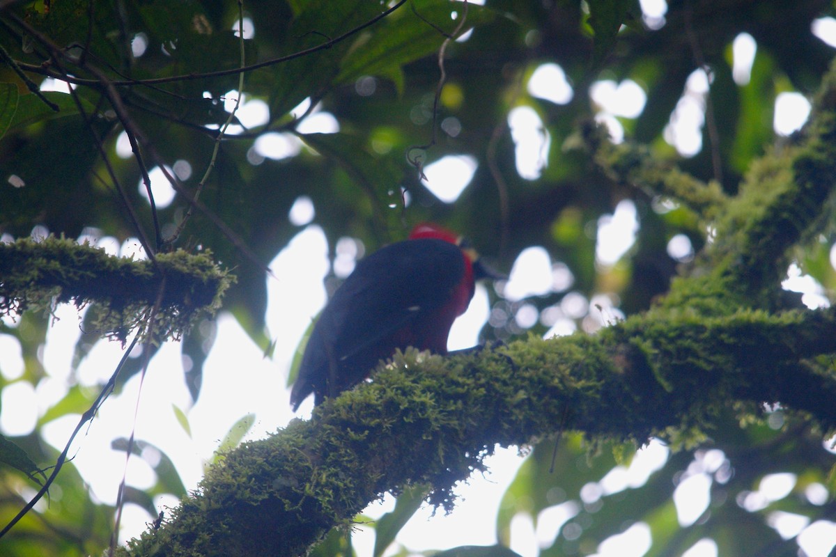 Crimson-bellied Woodpecker - ML633121208
