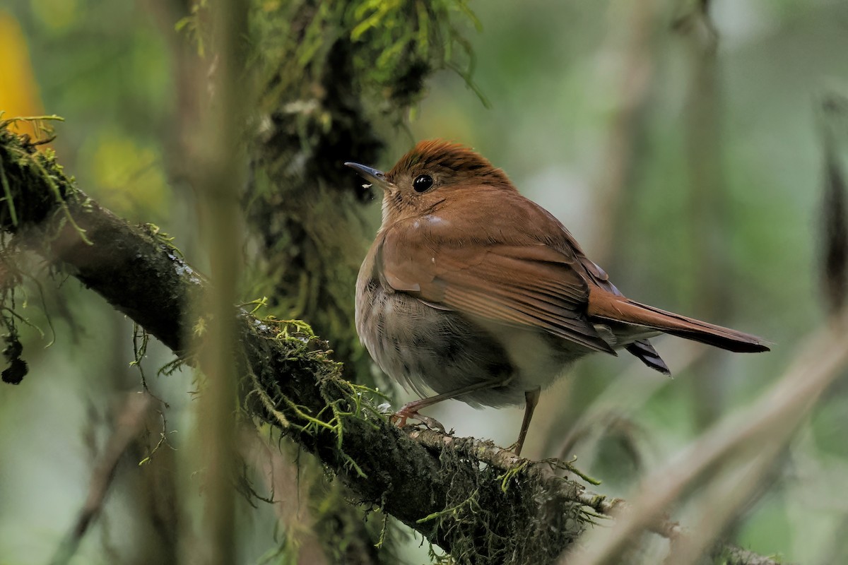 Russet Nightingale-Thrush - ML633121264
