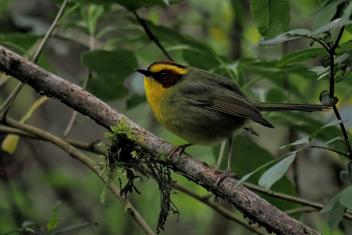 Golden-browed Warbler - ML633121283
