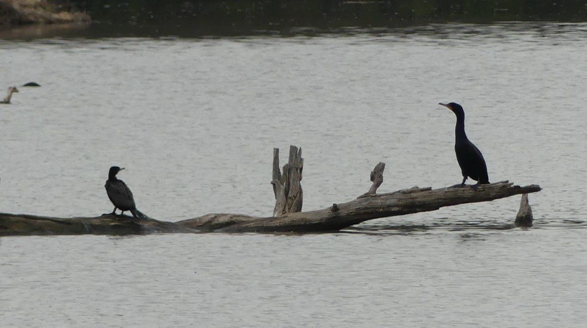 Neotropic Cormorant - ML633121323