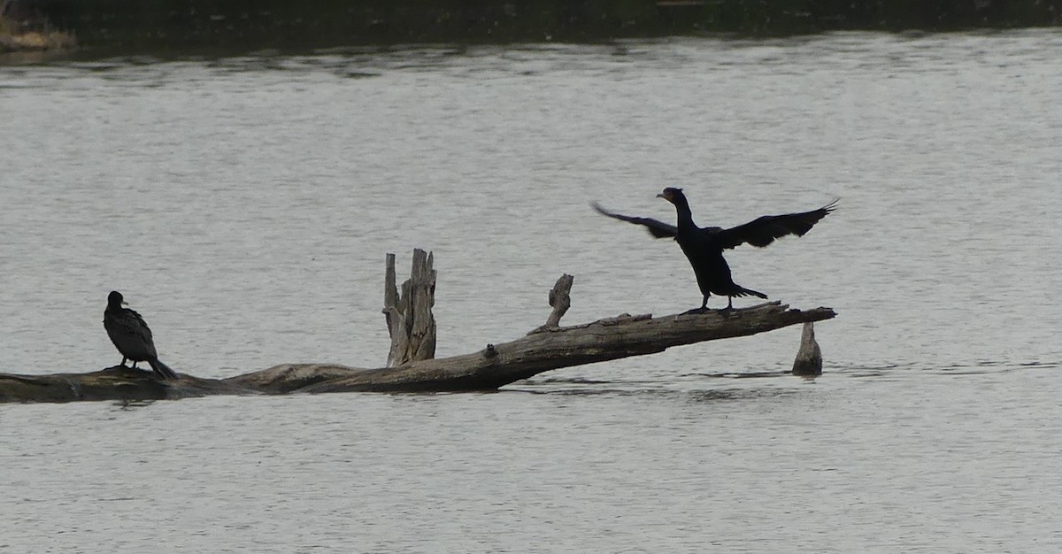 Neotropic Cormorant - ML633121344