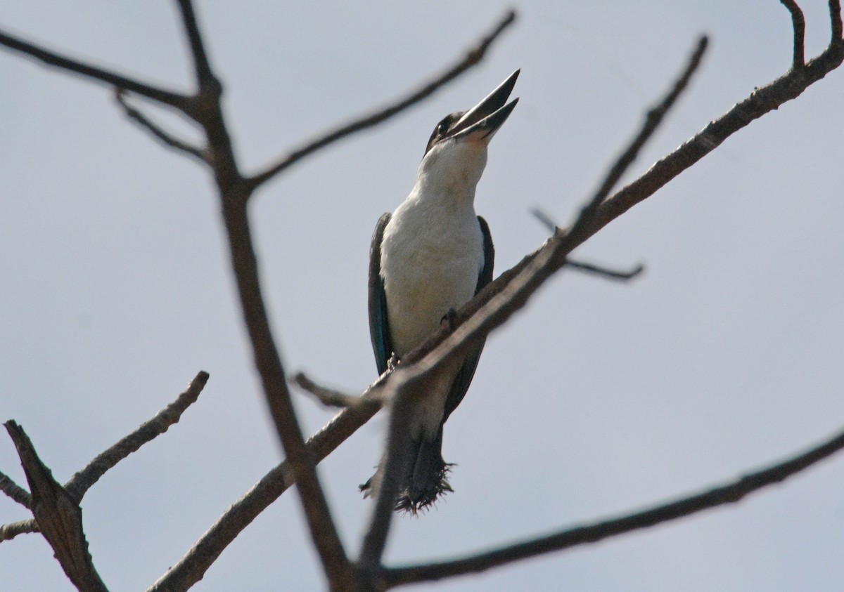 Torresian Kingfisher - ML633121402