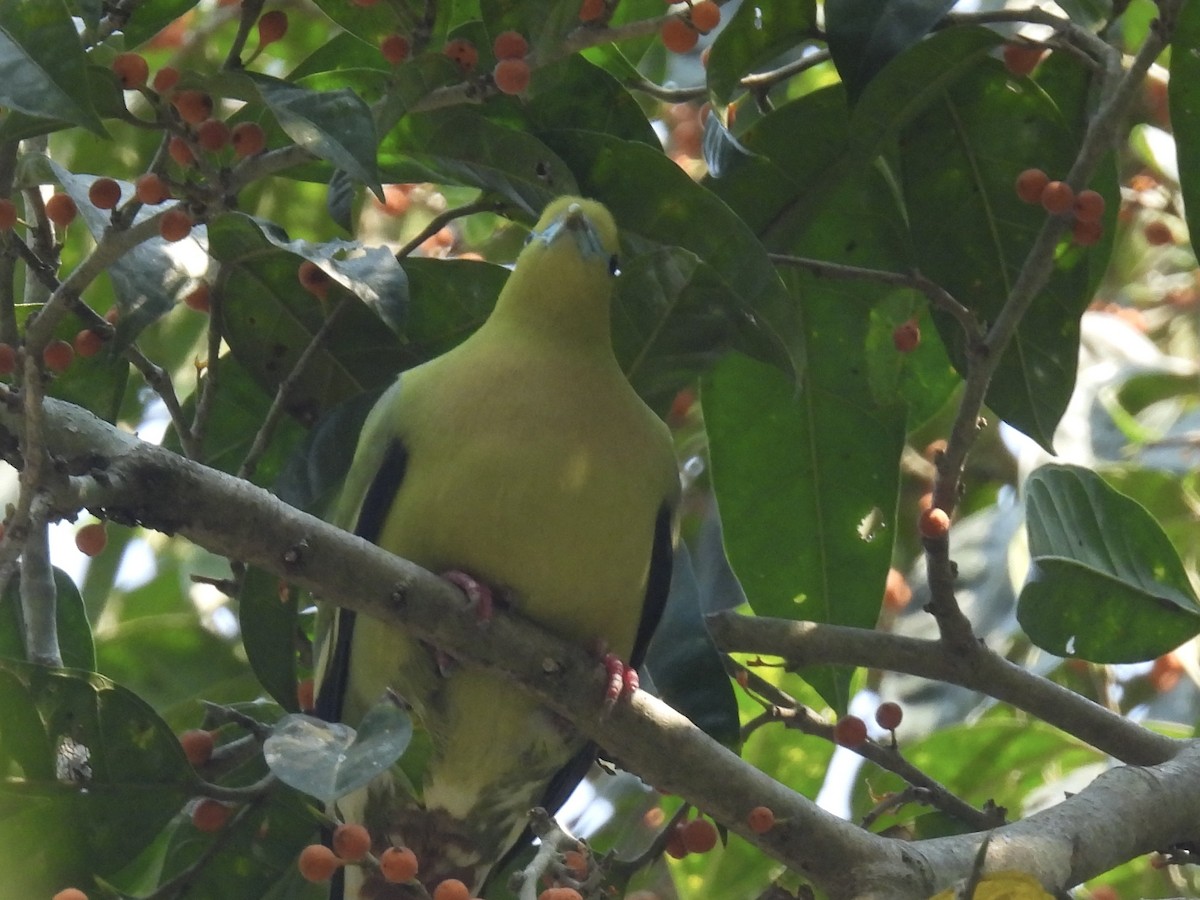 Pin-tailed Green-Pigeon - ML633121603