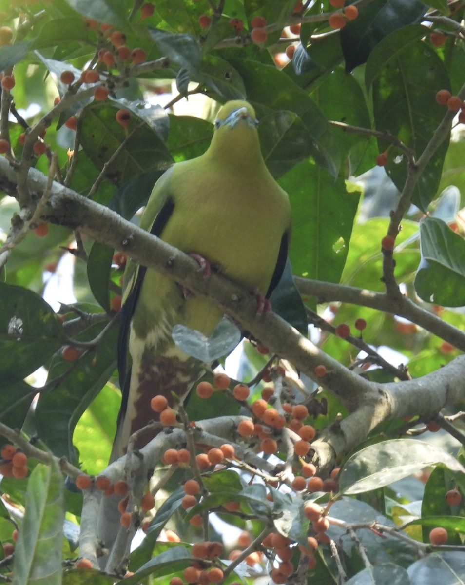 Pin-tailed Green-Pigeon - ML633121604