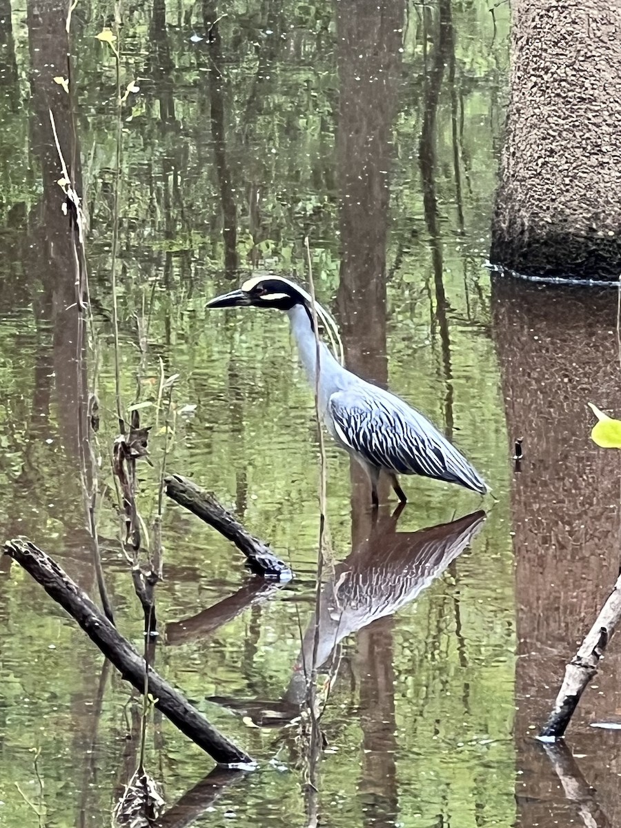 Yellow-crowned Night Heron - ML633121605