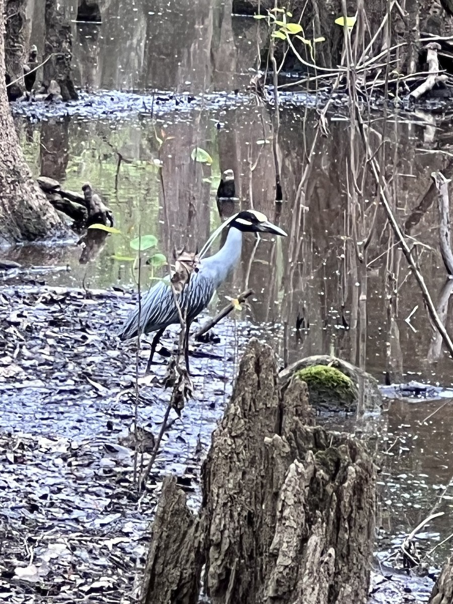 Yellow-crowned Night Heron - ML633121607