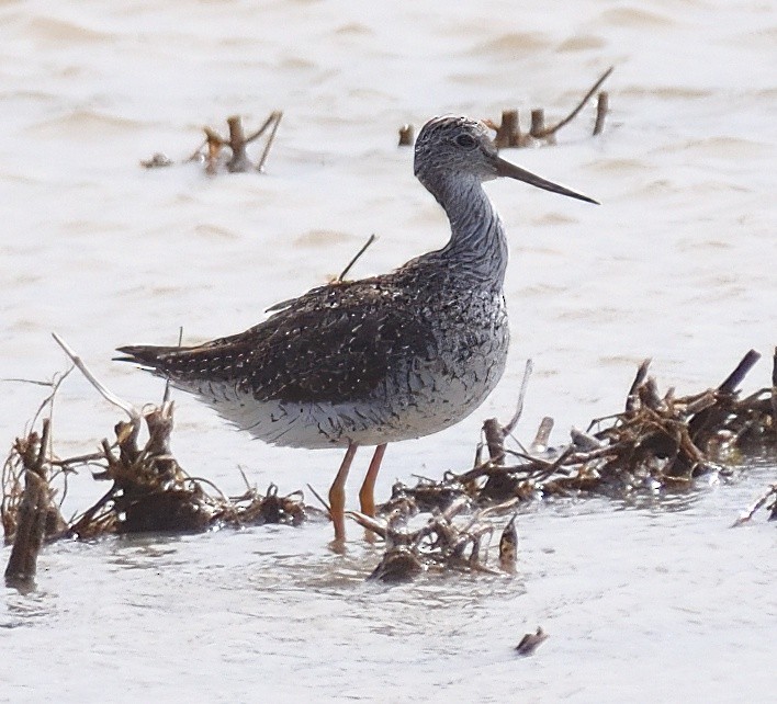 Greater Yellowlegs - ML633122033